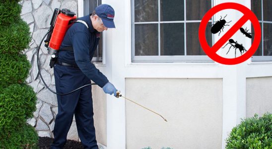 Zeytinburnu Kene İlaçlama böcek ilaçlama ve haşere kontrolü — ilaclama-tr.com